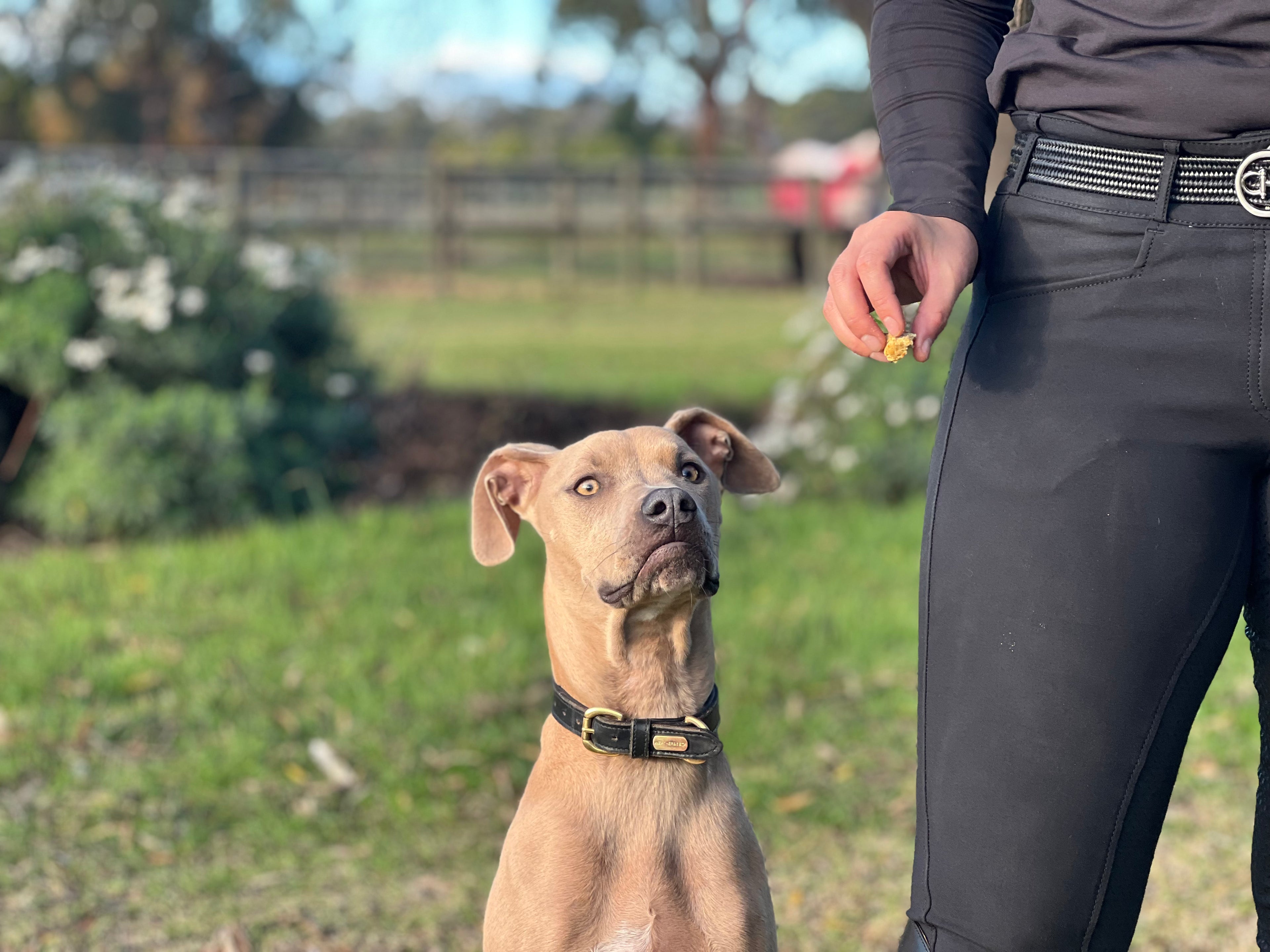 The dog ate my Bisous!