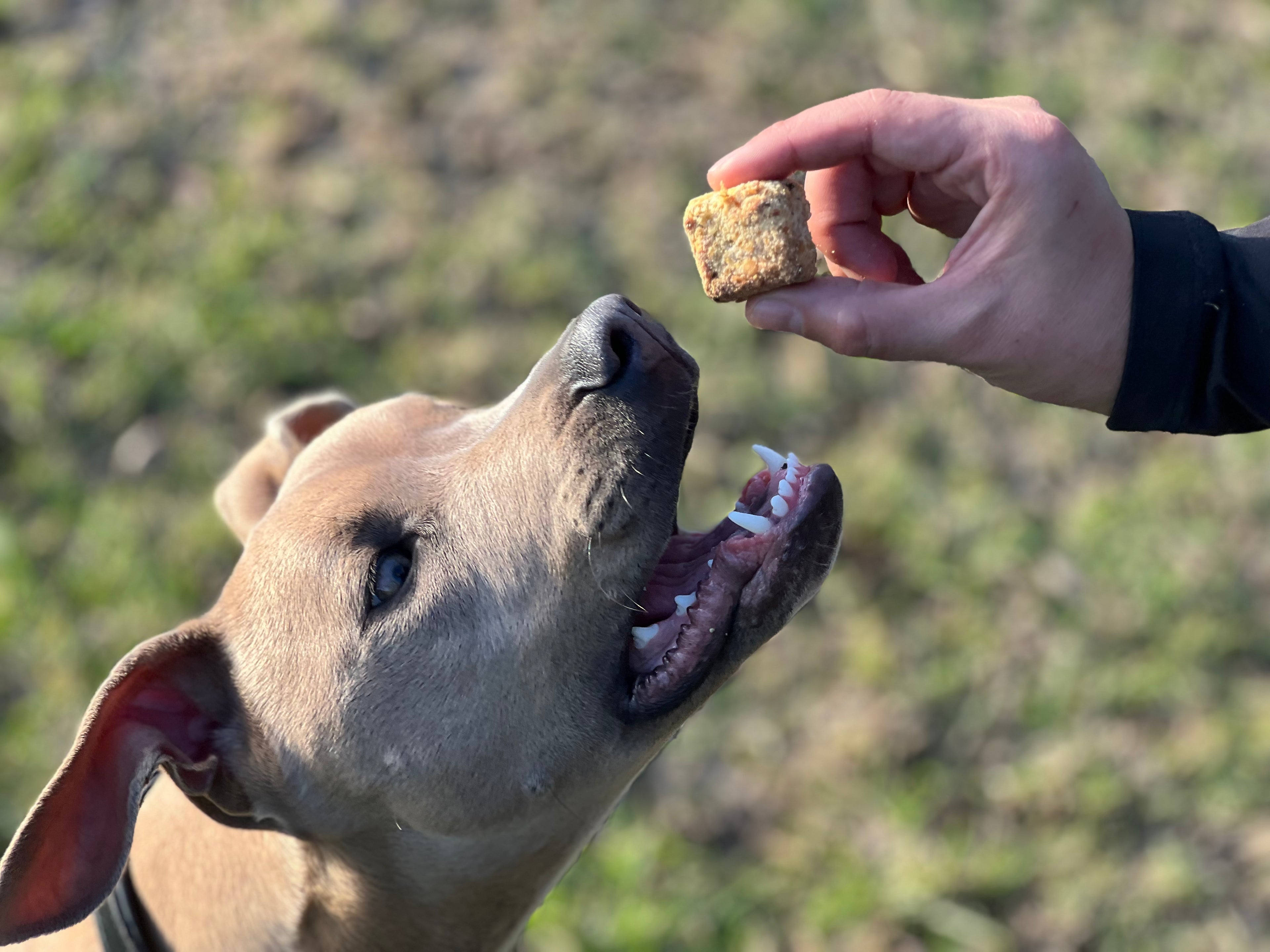 The dog ate my Bisous!